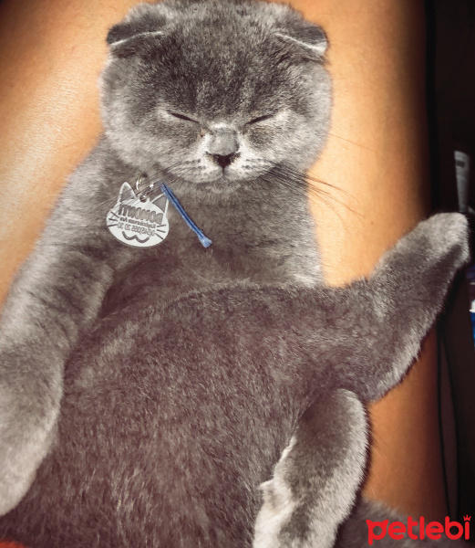Scottish Fold, Kedi  BOMONTİ fotoğrafı