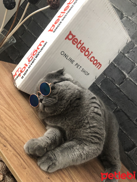 Scottish Fold, Kedi  BOMONTİ fotoğrafı