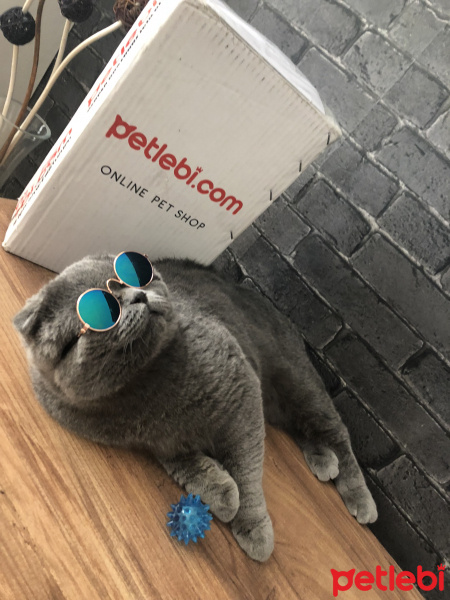 Scottish Fold, Kedi  BOMONTİ fotoğrafı
