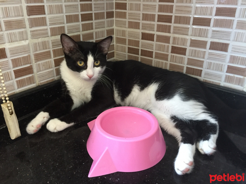 Tuxedo (Smokin) Kedi, Kedi  GECE fotoğrafı