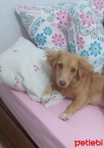 Golden Retriever, Köpek  Sufle fotoğrafı
