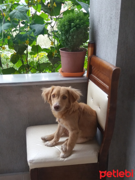 Golden Retriever, Köpek  Sufle fotoğrafı