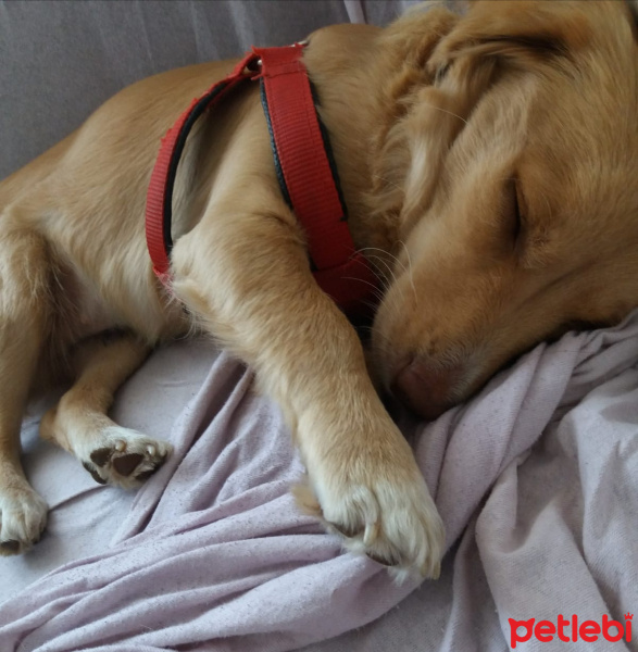 Golden Retriever, Köpek  Sufle fotoğrafı