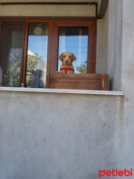 Golden Retriever, Köpek  Sufle fotoğrafı