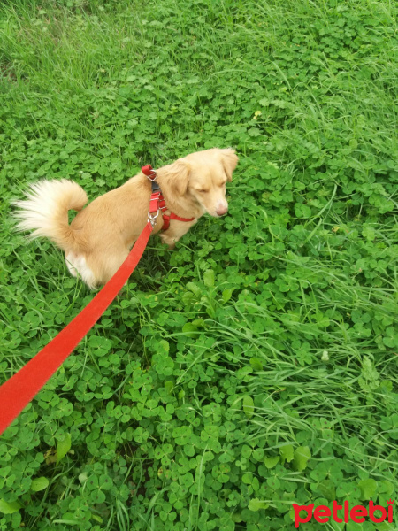 Golden Retriever, Köpek  Sufle fotoğrafı