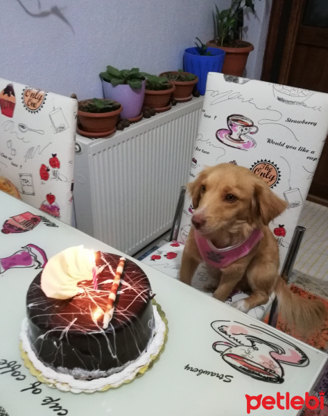 Golden Retriever, Köpek  Sufle fotoğrafı