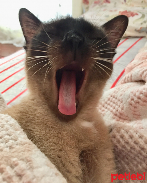 Siyam Kedisi, Kedi  Nazlı fotoğrafı