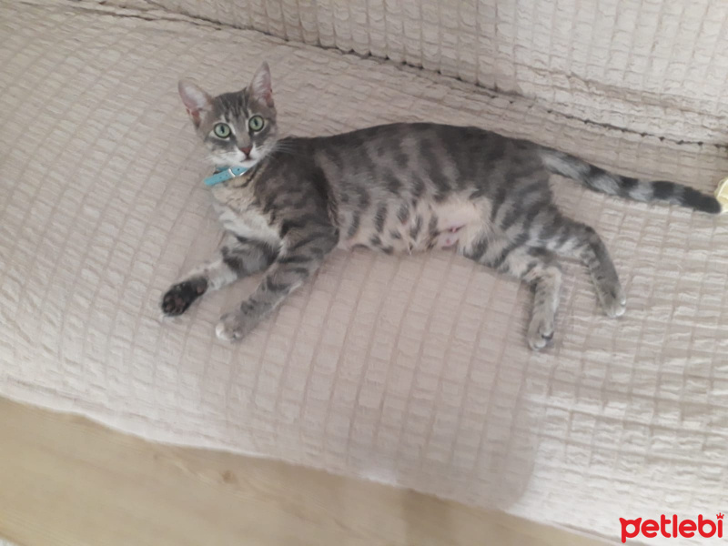 Tekir Kedi, Kedi  Bulut fotoğrafı