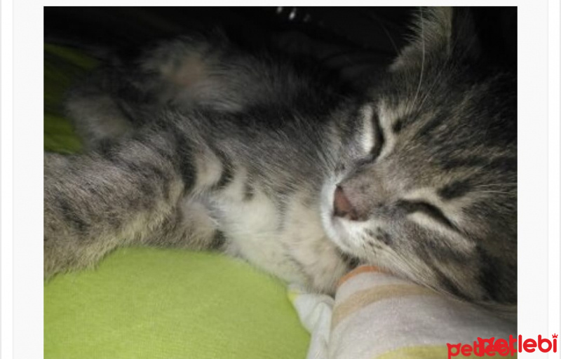 Tekir Kedi, Kedi  Bulut fotoğrafı