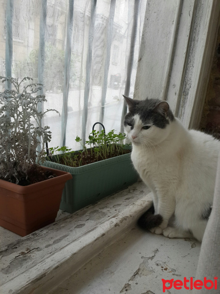 Tekir Kedi, Kedi  Şahika fotoğrafı