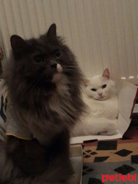 Tekir Kedi, Kedi  Şahika fotoğrafı