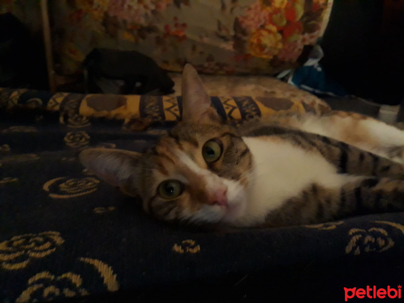 Tekir Kedi, Kedi  Yumuk fotoğrafı