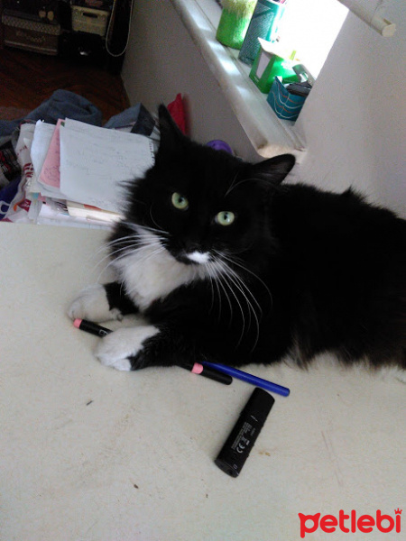 Tuxedo (Smokin) Kedi, Kedi  Nishi fotoğrafı