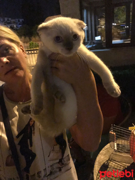 Scottish Fold, Kedi  Çakır fotoğrafı