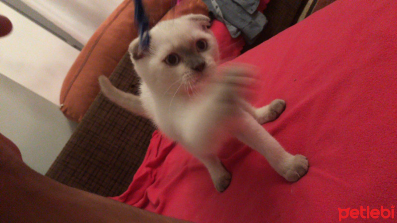 Scottish Fold, Kedi  Çakır fotoğrafı