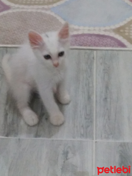 Ankara Kedisi, Kedi  Sakız fotoğrafı