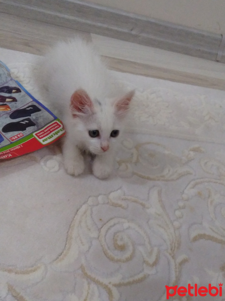 Ankara Kedisi, Kedi  Sakız fotoğrafı