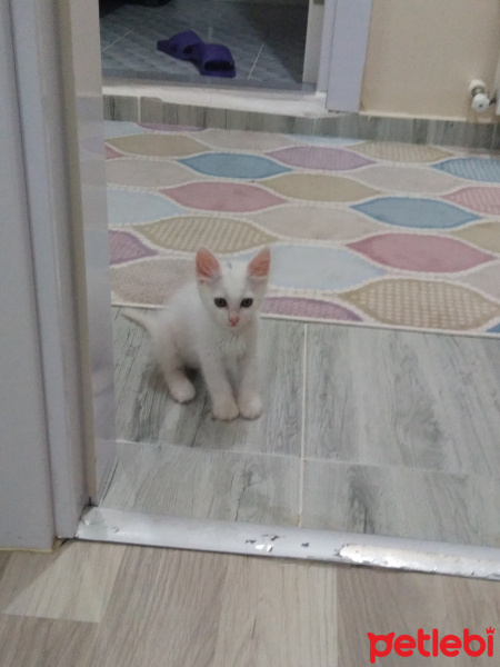 Ankara Kedisi, Kedi  Sakız fotoğrafı