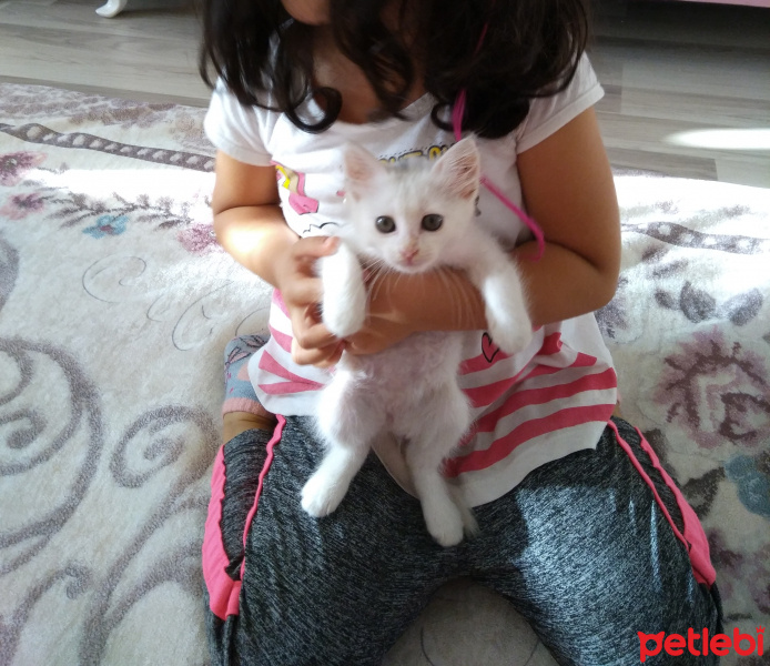 Ankara Kedisi, Kedi  Sakız fotoğrafı