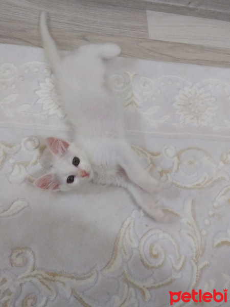 Ankara Kedisi, Kedi  Sakız fotoğrafı