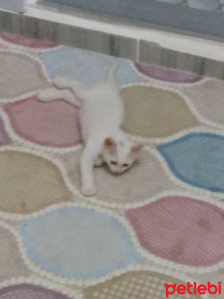 Ankara Kedisi, Kedi  Sakız fotoğrafı