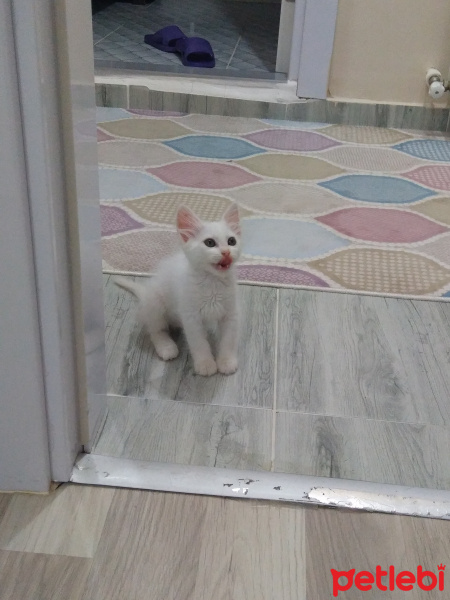 Ankara Kedisi, Kedi  Sakız fotoğrafı