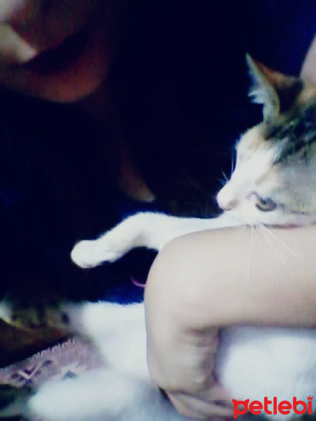 Tekir Kedi, Kedi  Lina fotoğrafı