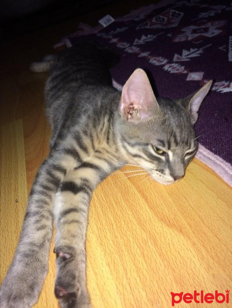 Tekir Kedi, Kedi  Duman fotoğrafı