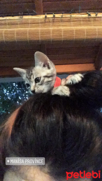 Tekir Kedi, Kedi  Pablo fotoğrafı
