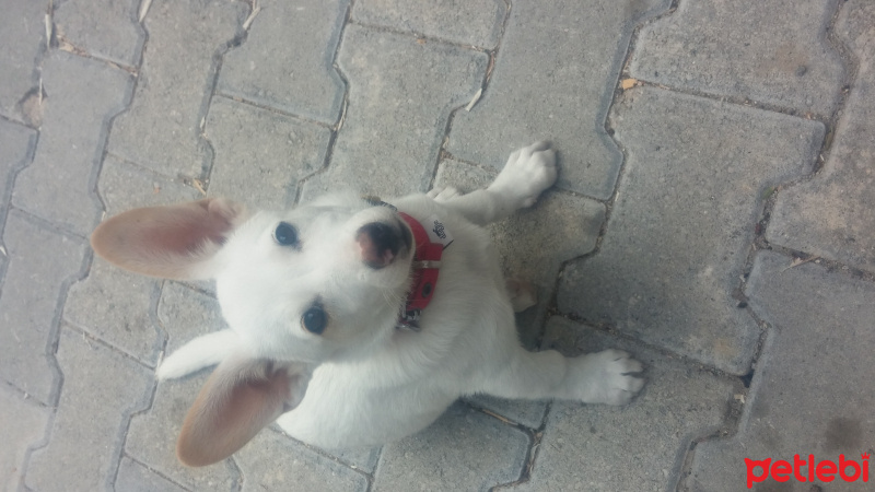 Jack Russell Terrier, Köpek  LOKUM fotoğrafı