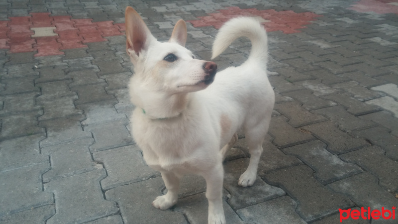 Jack Russell Terrier, Köpek  LOKUM fotoğrafı