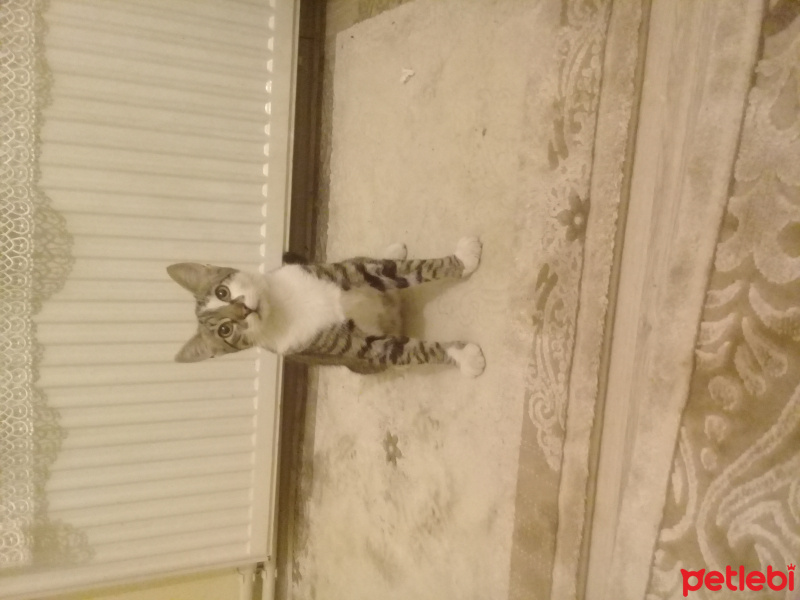 Tekir Kedi, Kedi  Paşa fotoğrafı