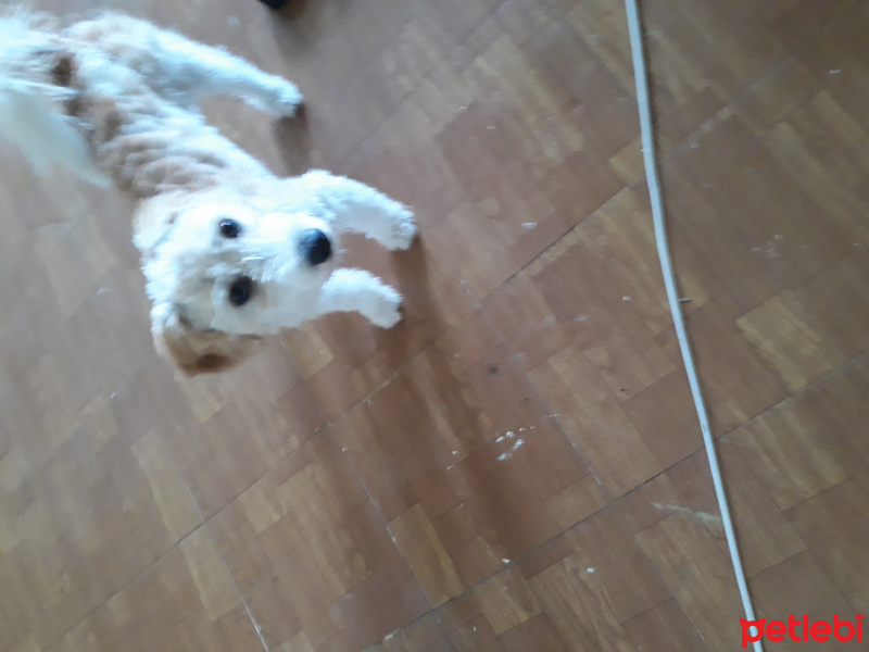 Maltese, Köpek  Cookie fotoğrafı