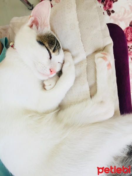 Tekir Kedi, Kedi  Mia fotoğrafı