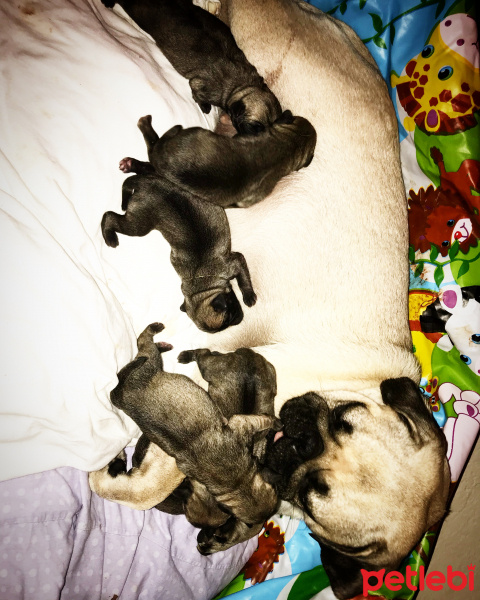 Pug, Köpek  Alice fotoğrafı
