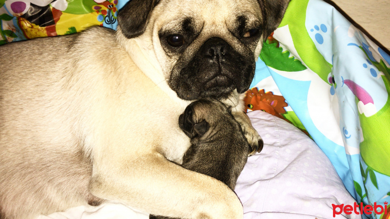 Pug, Köpek  Alice fotoğrafı