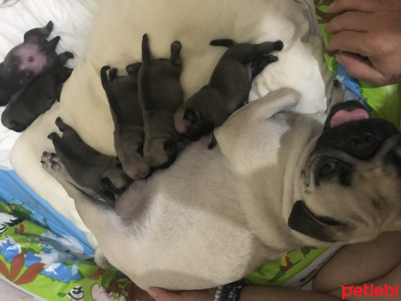 Pug, Köpek  Alice fotoğrafı