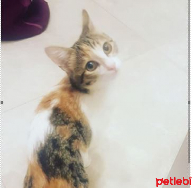 Tekir Kedi, Kedi  mırmır fotoğrafı