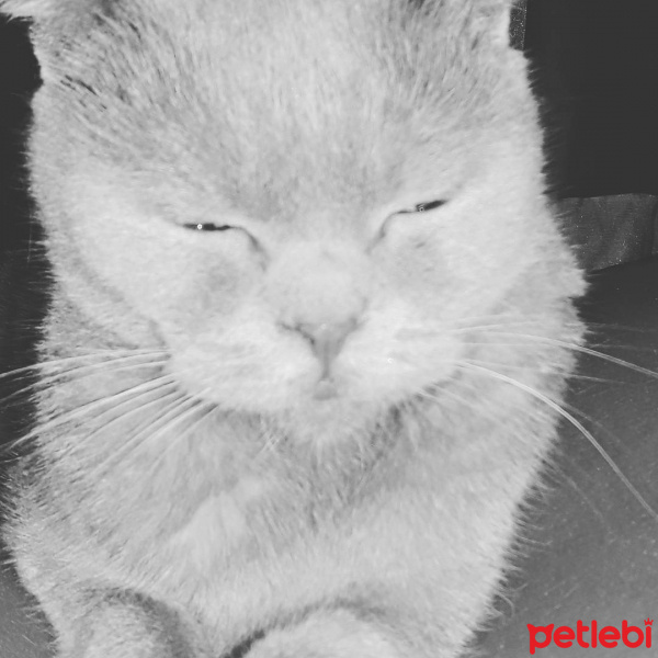 Scottish Fold, Kedi  Betty fotoğrafı