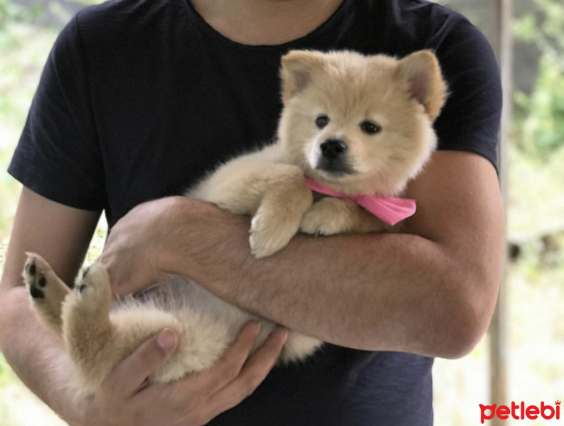 Pomeranyalı, Köpek  Tarçın fotoğrafı