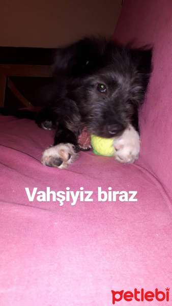 Border Terrier, Köpek  Odin fotoğrafı