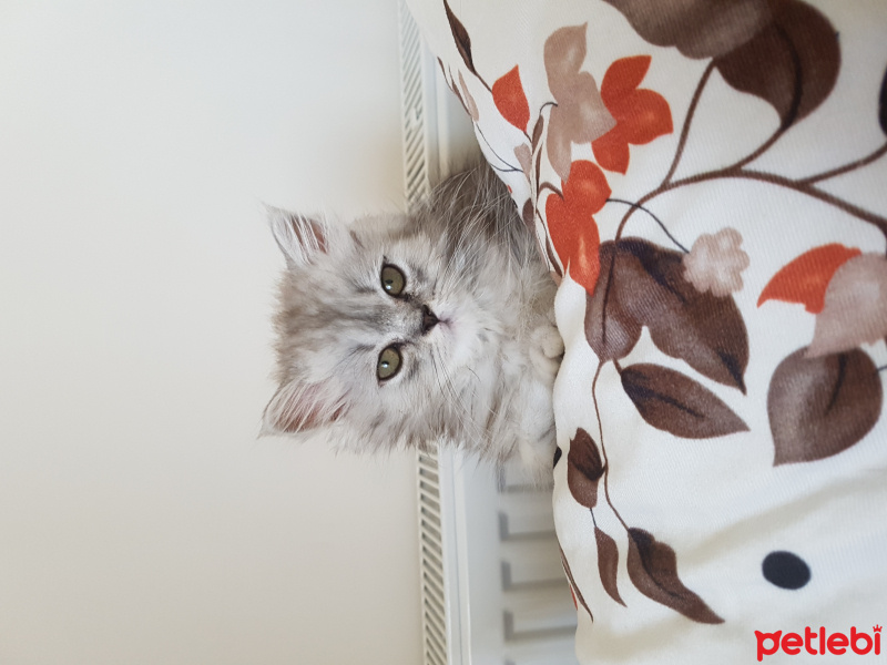Chinchilla, Kedi  çiko fotoğrafı