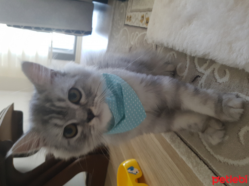 Chinchilla, Kedi  çiko fotoğrafı