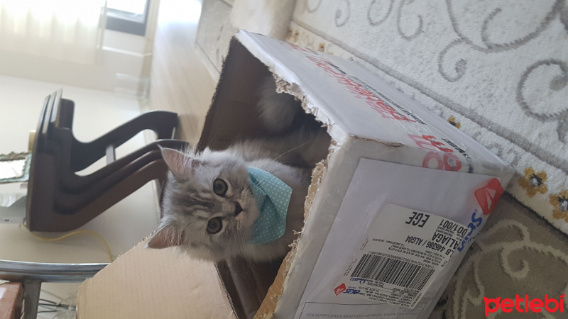 Chinchilla, Kedi  çiko fotoğrafı
