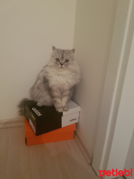 Chinchilla, Kedi  çiko fotoğrafı