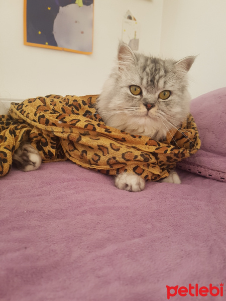 Chinchilla, Kedi  çiko fotoğrafı