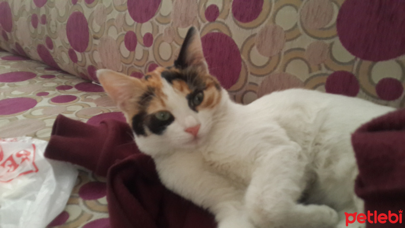 Tekir Kedi, Kedi  LULU fotoğrafı
