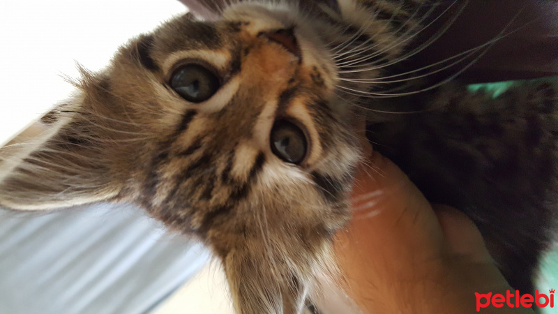 Tekir Kedi, Kedi  Adı yok fotoğrafı