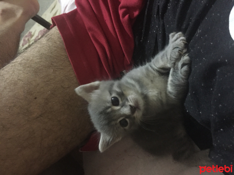 Tekir Kedi, Kedi  Balkız fotoğrafı