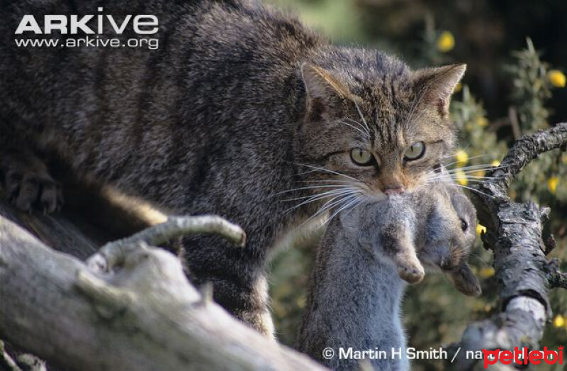 Soke, Kedi  Felis silvetris(Evcil kedilerin atası) fotoğrafı